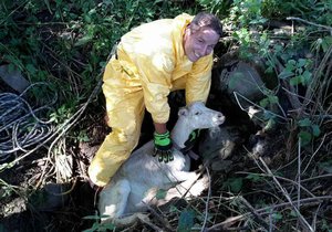 Hasiči v Drysicích na Vyškovsku zachránili z betonové skruže dvě kozy, které tam uvízly.