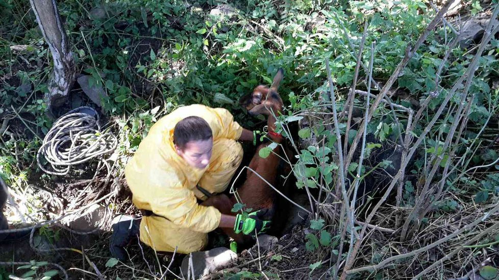 Hasiči v Drysicích na Vyškovsku zachránili z betonové skruže dvě kozy, které tam uvízly.
