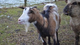 Na ekofarmě Kozodoj dochází k úmrtím koz kvůli neukázněným návštěvníkům