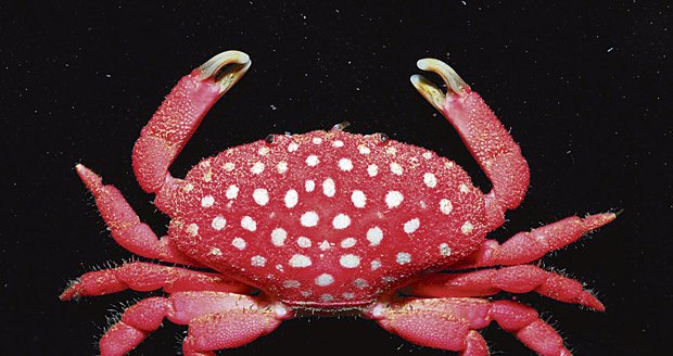 Krab se pyšní výrazným červeným krunýřem s bílými tečkami