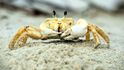 Krab plážový se pohybuje jako duch. Je rychlý, hbitý, nenápadný. K lidem se pokud možno nepřibližuje Ovšem, pokud se nesplete... Krab plážový se pohybuje jako duch. Je rychlý, hbitý, nenápadný. K lidem se pokud možno nepřibližuje Ovšem, pokud se nesplete...
