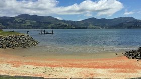 Na Novém Zélandu zemřely hromadně miliony krabů, obarvily pláže na rudo.
