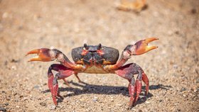 Kuriózní nehoda: Krab štípl dívku do vaginy! Spletl si ji s ústřicí!