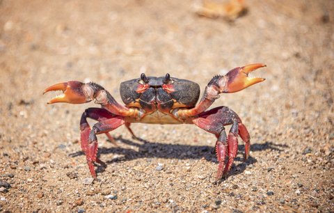 Kuriózní nehoda: Krab štípl dívku do vaginy! Spletl si ji s ústřicí!