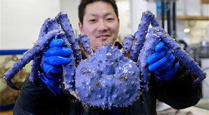 V Japonsku vylovili zmutovaného levandulového kraba