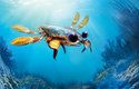 Callichimaera perplexa: Podle vědců je podivná krabí chiméra  "neobvyklá a roztomilá"