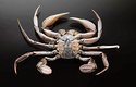 Typická krabí anatomie kraba – široký krunýř, mohutná klepeta a ocásek pod tělem