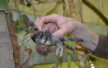 Rarita ve zlínské zoo: Vzácní krabi palmoví jsou největší korýši na světě!