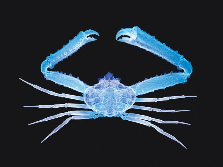 Typická krabí anatomie kraba – široký krunýř, mohutná klepeta a ocásek pod tělem