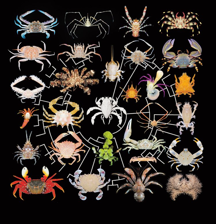 Známe asi 7000 druhů žijících krabů a další 3000 těch fosilních. Koláž zachycuje rozmanitost jejich hlavních forem, uprostřed je 3D model nově popsaného druhu Callichimaera perplexa