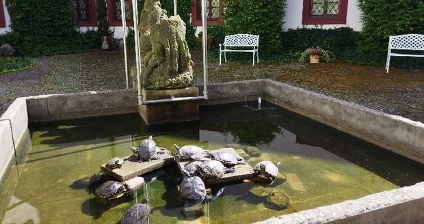 Z tohoto jezírka v českolipském muzeu byla želva ukradena.