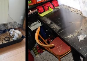 Policisté vypátrali zloděje, který z domku na Boskovicku ukradl pouze králíka Bubuna. Králík byl v pořádku.