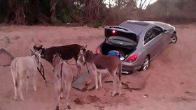 Pašeráci zapřahají kradená auta za osly. Nestartují, aby nespustili GPS