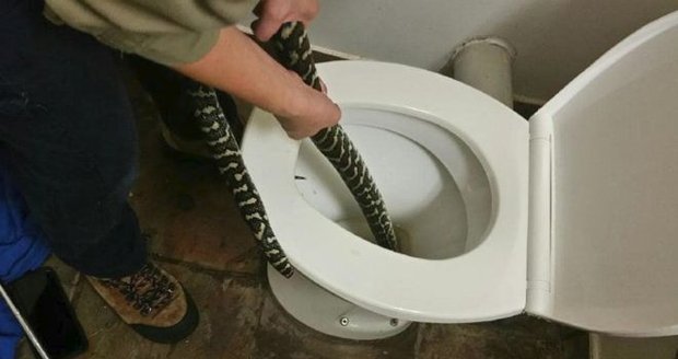 Ženu kousla krajta, když seděla na záchodě. Had se tam schovával před vedrem