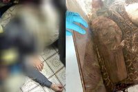 Had „škrtil“ muže v Hroznětíně: Sebevražda krajtou?! Mluvil, pak zfialověl