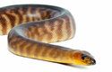 Nejedovaté krajty r. Aspidites svou kořist pronásledují, nejčastěji loví jiné druhy hadů, a to i ty prudce jedovaté