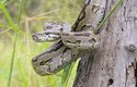 Krajta jihoafrická je jediný had svého druhu, který se stará o potomky - doslova s nasazením vlastního života