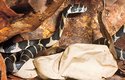 Krajta jihoafrická je jediný had svého druhu, který se stará o potomky - doslova s nasazením vlastního života