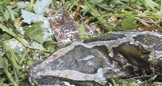 Hlava hada, kterého našli na konci května lesníci mezi kládami
