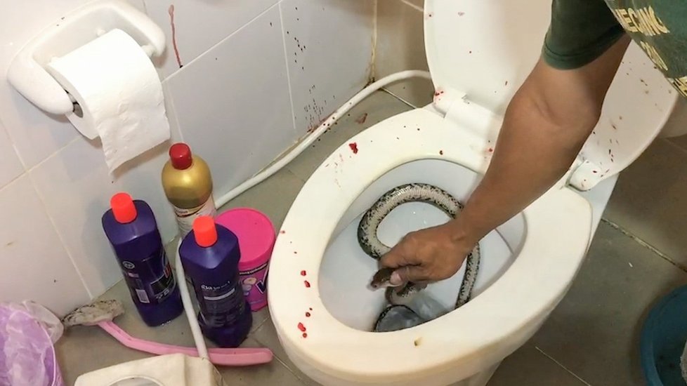 Mladík močil vsedě na záchodě: Číhající had se mu zakousl rovnou do penisu!