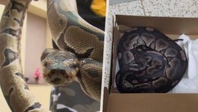 Kolemjdoucí našla na autobusové zastávce ve Strakonicích krajtu: Chovateli už jeden had v létě utekl