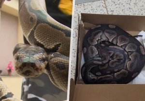 vlevo: krajta Líza, která uprchla v létě; vpravo: krajta nalezená v krabici od bot