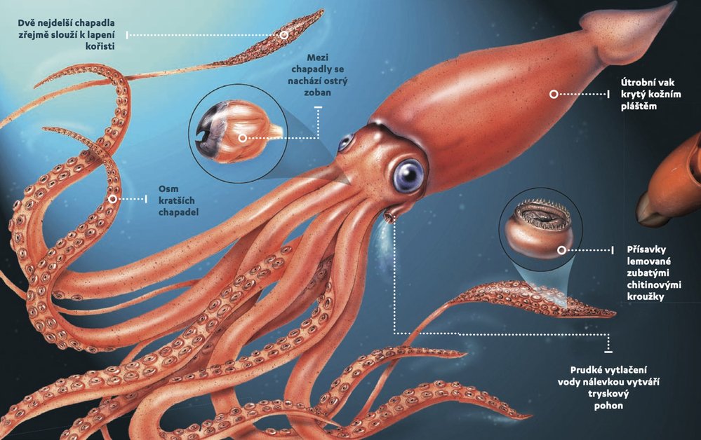 Krakatice obrovská je příkladem hlubinného gigantismu. Bezobratlí žijící v hlubinách bývají větší než jejich příbuzní z mělčích vod