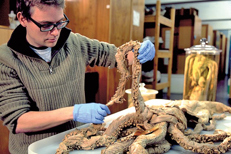 Biolog z Kodaňské univerzity s krakaticí naloženou do lihu