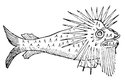 "Obludná a velmi zvláštní ryba" ze starého přírodopisu, rok 1555