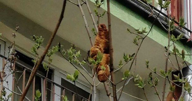 Obyvatele sídliště dva dny děsila podivná bestie číhající na stromě: Byl to jenom zahozený croissant