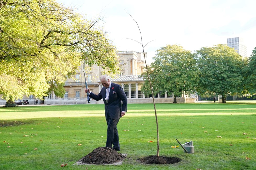 Král Karel zasadil u Buckinghamského paláce limetovník (4. 11. 2022).