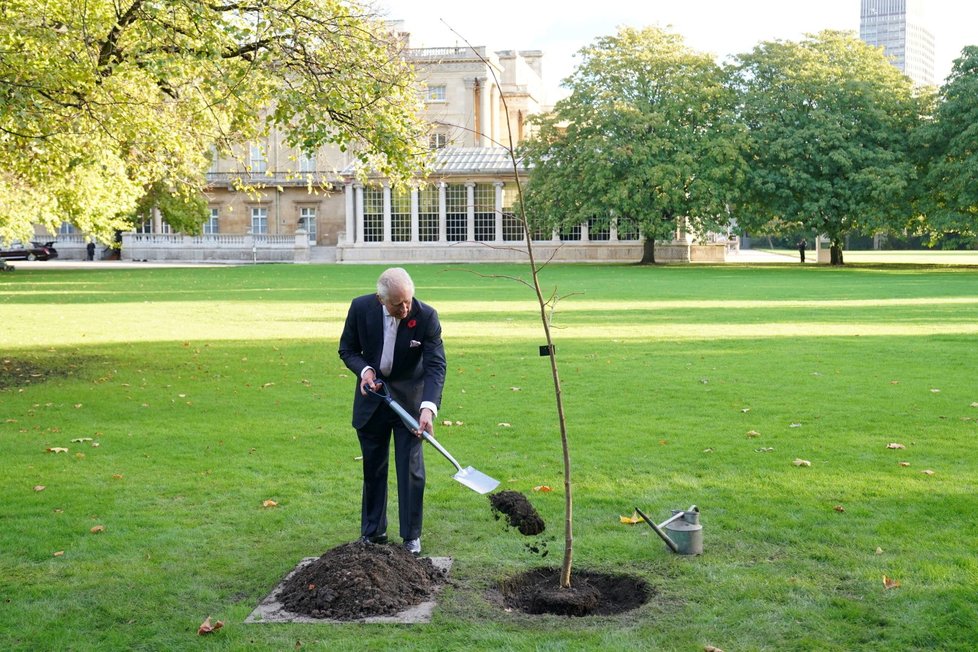 Král Karel zasadil u Buckinghamského paláce limetovník (4. 11. 2022).