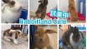 V Hongkongu otevřeli "králičí kavárnu"