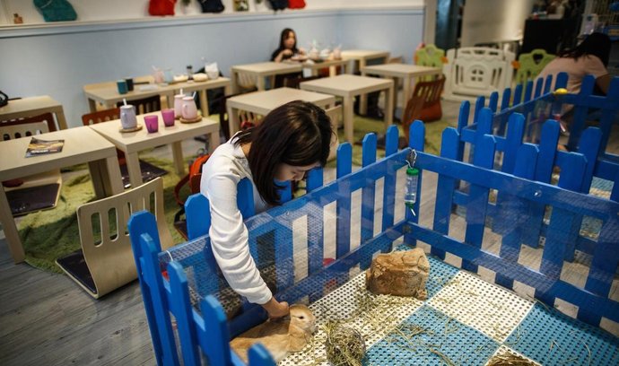 Další koutek pro milovníky zvířat. V Hongkongu otevřeli "králičí kavárnu"