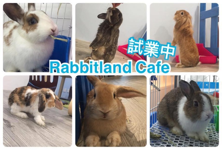 V Hongkongu otevřeli &#34;králičí kavárnu&#34;