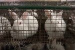 Klecové chovy králíků se dostaly do hledáčku EU.