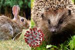 Králík divoký i ježek obecný mohou mít schopnost tvořit nové kmeny koronaviru, naznačuje britský výzkum.