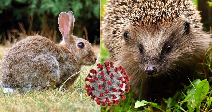 Králík divoký i ježek obecný mohou mít schopnost tvořit nové kmeny koronaviru, naznačuje britský výzkum.