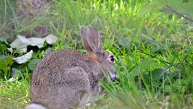 Divoký králík (ilustrační foto)