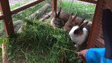 Na trávě z Prahy 12 si pochutnávají kozy z Hodkoviček. Úřad hledá další chovatele