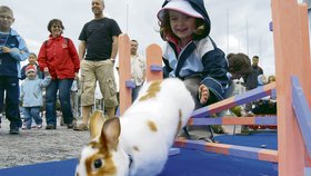 Skákej, skákej, králíčku, povzbuzuje svého svěřence jedna z nejmenších králičích cvičitelek