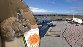 Opuštěná taška na letišti, která způsobila poplach, obsahovala zakrslého králíka