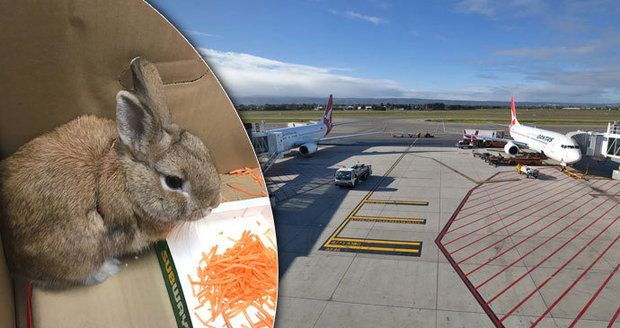 Evakuace letiště kvůli opuštěné tašce: Místo bomby v ní byl králík