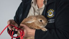 Opuštěná taška na letišti, která způsobila poplach, obsahovala zakrslého králíka