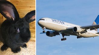 Na palubě letadla United Airlines uhynul během letu do USA obří králík