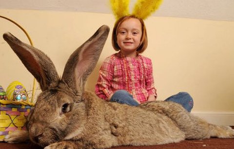 Zhulení králíci mohou být nebezpeční, varuje agent z protidrogového