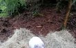 Takhle malého králíčka Radka v lese našla.