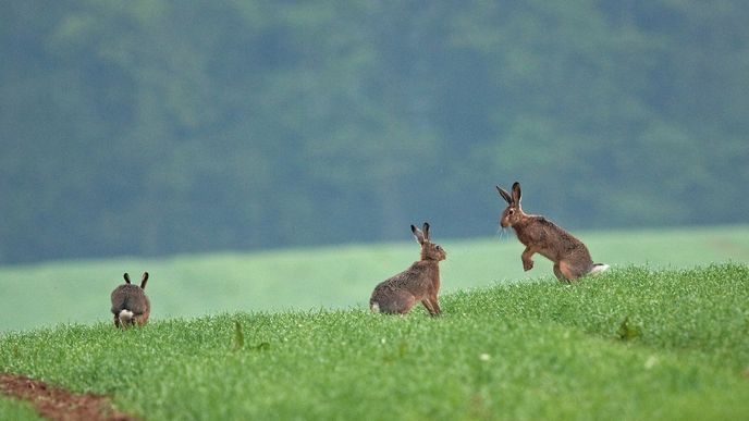 Zajíci v okolí Litvínova trpí tularemií. Nákaza je přenosná na člověka