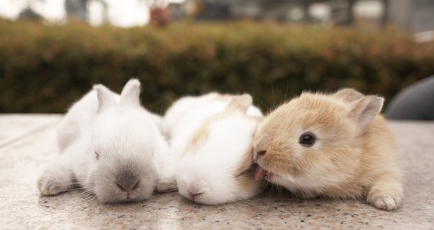 Mláďata králíčků si nejde nezamilovat.