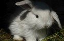 Zakrslý králík je malá, roztomilá potvůrka